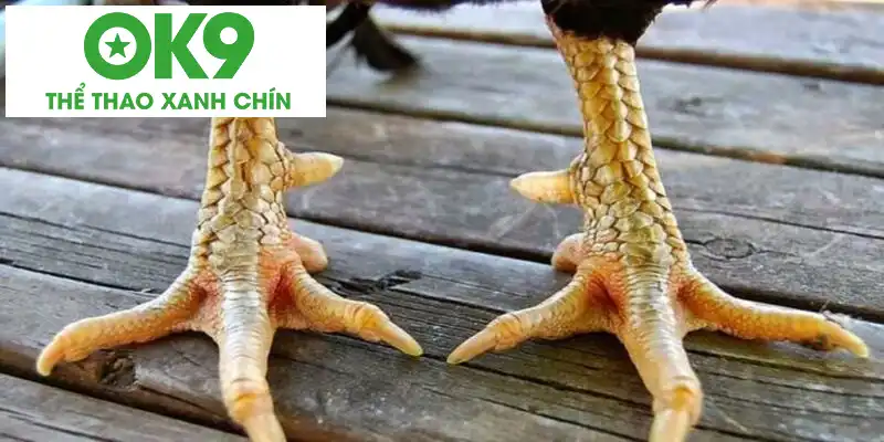 Dấu hiệu nhận biết vảy gà khai vương